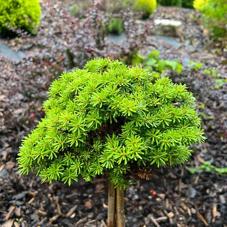 Perfectspa Wellness Appartamento *