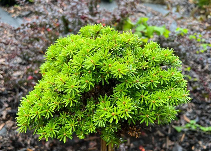 Perfectspa Wellness Apartament *